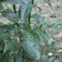 Cinnamomum camphora (L.) J.Presl
